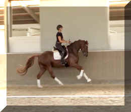 For Ever HW canter2.jpeg (192562 bytes)