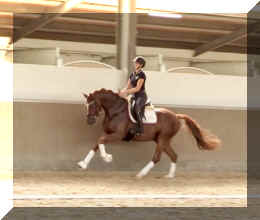 For Ever HW canter4.jpeg (199440 bytes)