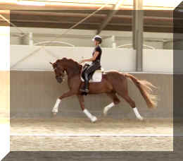 For Ever HW trot10.jpeg (226837 bytes)