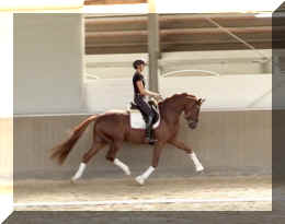 For Ever HW trot2.jpeg (208561 bytes)
