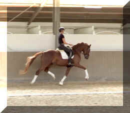 For Ever HW trot7.jpeg (211372 bytes)