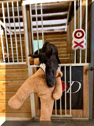 IMG_1255.jpeg (390707 bytes)