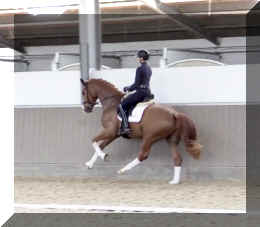 Fuerst Quotenkoenig HW canter4.jpeg (214561 bytes)