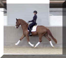 Fuerst Quotenkoenig HW trot12.jpeg (219985 bytes)