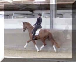 Fuerst Quotenkoenig HW trot13.jpeg (190474 bytes)