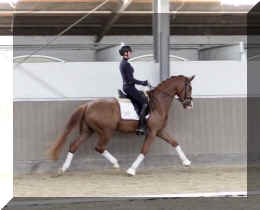Fuerst Quotenkoenig HW trot2.jpeg (254427 bytes)
