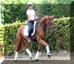 Quattro HW trot3.jpg (275561 bytes)