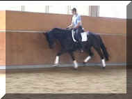 Rubin Royal Trot Slowmotion 1_0002.jpg (18249 bytes)