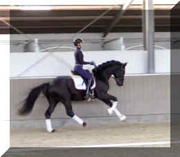 Secret Desire HW canter3.jpeg (195841 bytes)