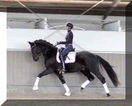 Secret Desire HW trot11.jpeg (257707 bytes)