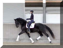 Secret Desire HW trot12.jpeg (300171 bytes)