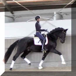 Secret Desire HW trot4.jpeg (211591 bytes)