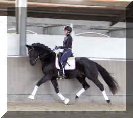 Secret Desire HW trot8.jpeg (239101 bytes)
