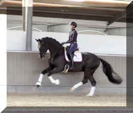 Secret Dream HW canter1.jpeg (216573 bytes)
