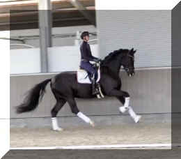 Secret Dream HW canter6.jpeg (207781 bytes)