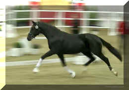 Secret Dream HW free trot1.jpeg (259139 bytes)