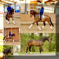 Collage.JPG (357372 bytes)