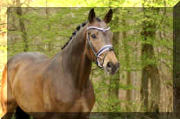 Secret Spice HW head new 2.jpeg (276928 bytes)