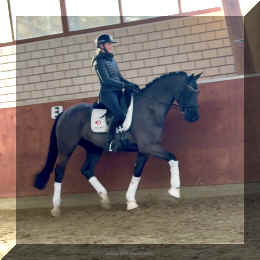 Simply Black HW trot new1.jpeg (426025 bytes)