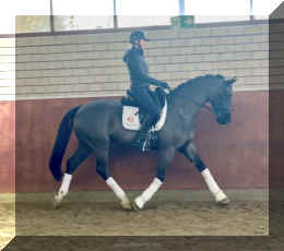 Simply Black HW trot new3.jpeg (510662 bytes)