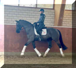 Simply Black HW trot new6.jpeg (475598 bytes)