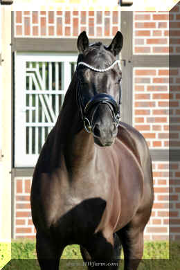 Simply Black HW head3.jpeg (2562005 bytes)