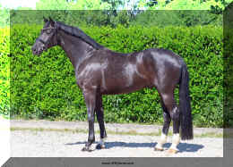 Simply Black HW stand1 top row.jpeg (18058476 bytes)