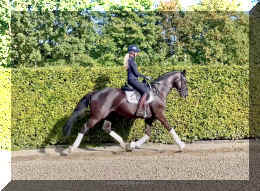 Simply Black HW trot5.jpeg (1013329 bytes)