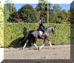 Simply Black HW trot6.jpeg (784424 bytes)