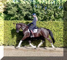 Simply Black HW trot9.jpeg (596877 bytes)