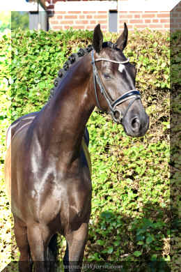 SuperMan HW head1.jpeg (2539864 bytes)