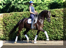 SuperMan HW trot3.jpeg (2750905 bytes)