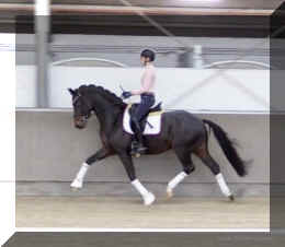 Valentin HW trot10.jpeg (176046 bytes)