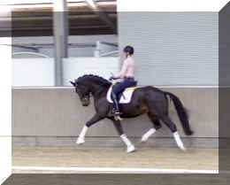 Valentin HW trot11.jpeg (229530 bytes)