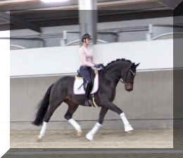 Valentin HW trot4.jpeg (189683 bytes)
