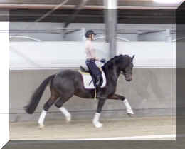 Valentin HW trot6.jpeg (216380 bytes)