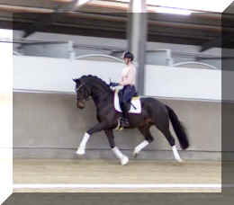 Valentin HW trot8.jpeg (224037 bytes)