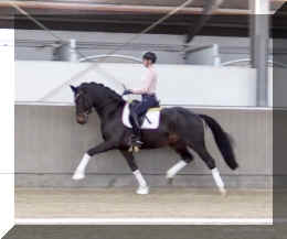 Valentin HW trot9.jpeg (185864 bytes)