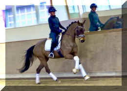 Zara Gold HW canter2.jpeg (188047 bytes)