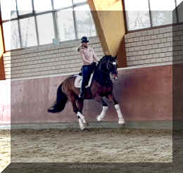 Armani Gold HW canter1.jpeg (220273 bytes)