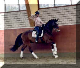 Armani Gold HW canter2.jpeg (211661 bytes)