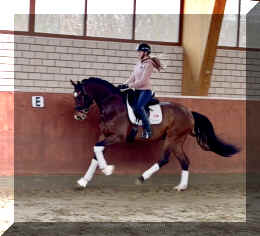 Armani Gold HW canter6.jpeg (275432 bytes)