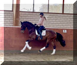 Armani Gold HW canter7.jpeg (293737 bytes)