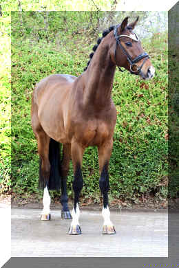 Armani Gold HW head3.jpeg (4615259 bytes)