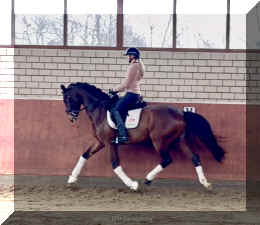 Armani Gold HW trot10.jpeg (313140 bytes)