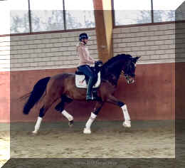 Armani Gold HW trot4.jpeg (340568 bytes)