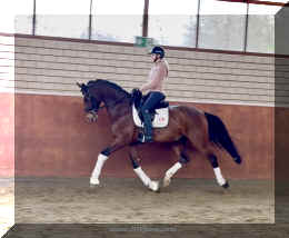 Armani Gold HW trot8.jpeg (304416 bytes)