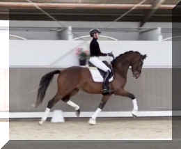 Armani Gold HW trot_A2.JPG (172408 bytes)