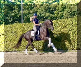 Bon Excellent HW canter1.jpeg (599120 bytes)