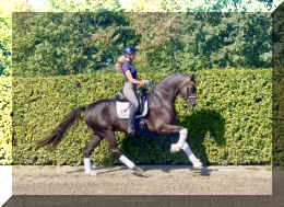 Bon Excellent HW canter2.jpeg (1124628 bytes)